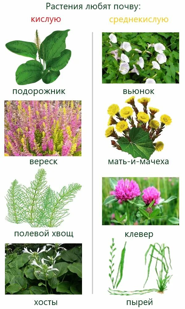 Какую почву любят растения. Растения кислых почв. растения которые произрастают на слабокислых почвах. какие растения растут на кислой почве. растения растущие на кислой почве почве.
