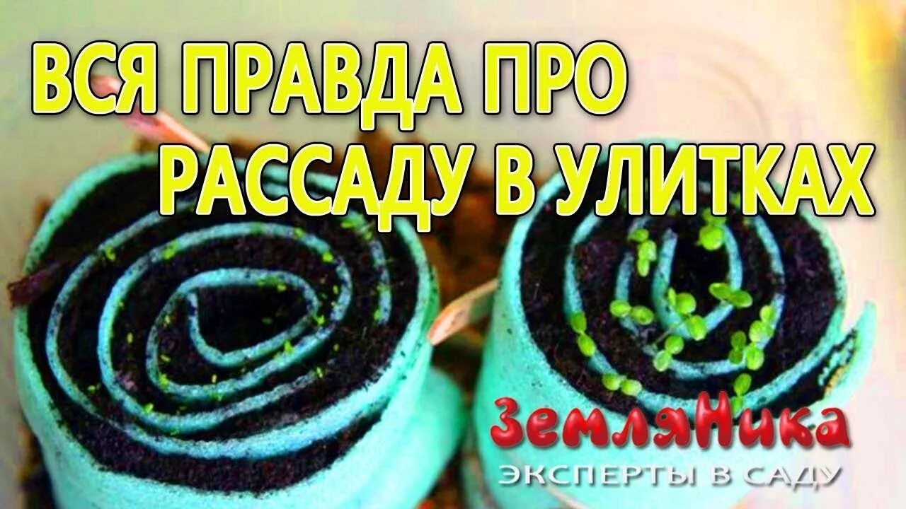 Как сажать рассаду в улитку. Улитка для рассады. Посадка рассады в улитку. Семена в улитке. Посев семян в улитку.