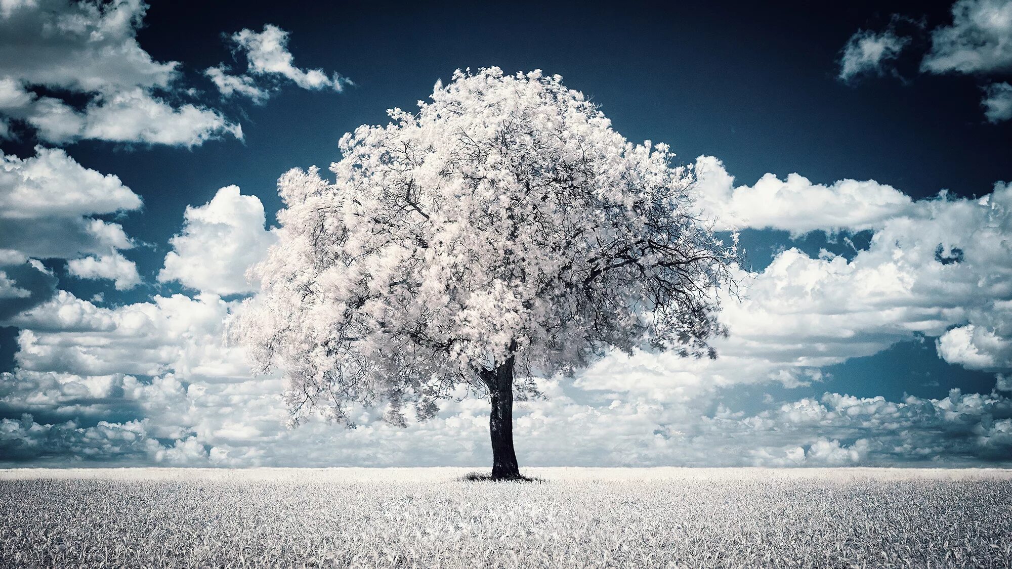 Зачем белые деревья. Красивое дерево. Белое дерево. Природа деревья. Одинокое дерево.