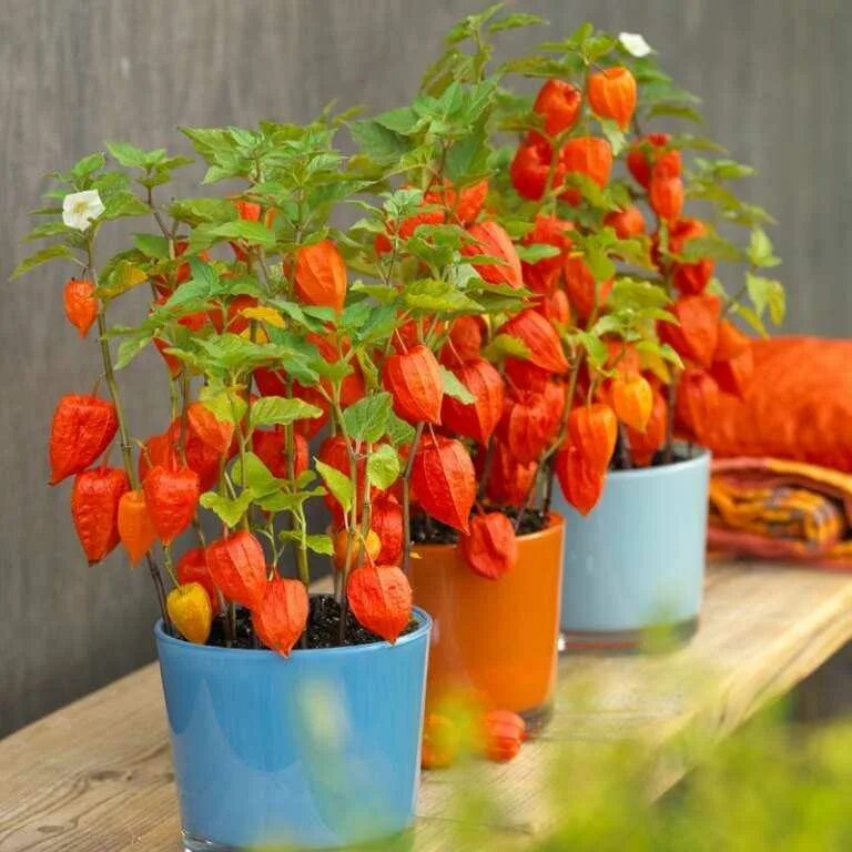 Физалис алькекенги. Физалис паслёновые. Физалис выращивание из семян. Физалис съедобный. Физалис посев семян.