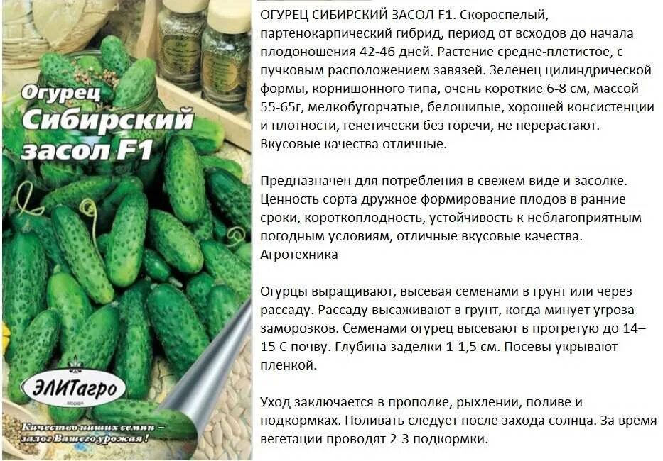 Какой сорт огурца лучше для засолки. Сорта для огурцов для огурцов для открытого грунта. Партенокарпический сорт огурцов. Семена огурцов для открытого грунта для засолки. Партенокарпический гибрид огурцов.