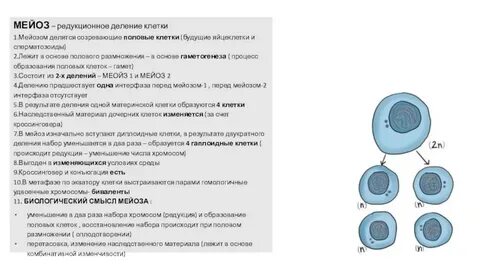Делению клетки предшествует деление