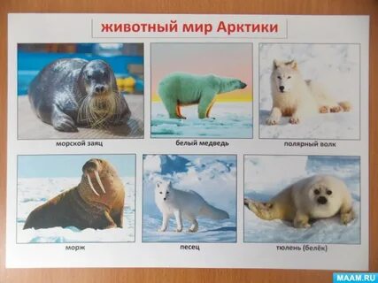 Северные животные названия