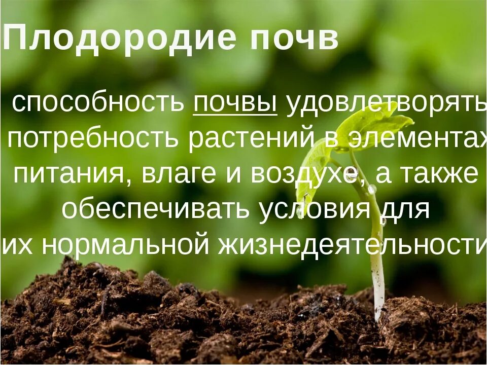 Плодородие почвы. Почва плодородие почвы. Сохранение плодородия почв. Свойства почвы плодородие.