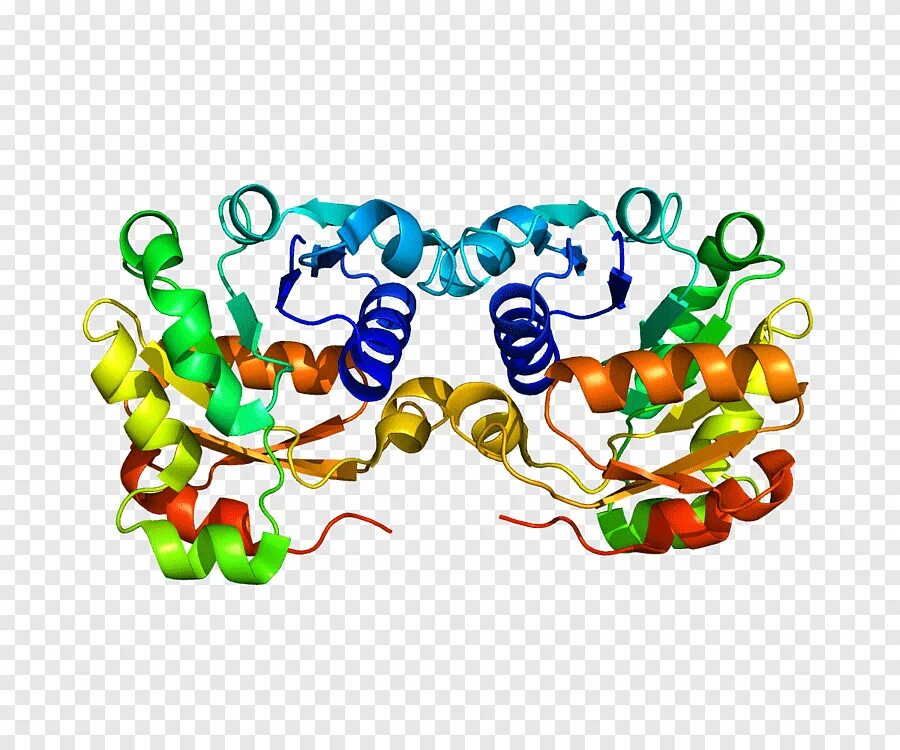 Ферменты PDB 3ldk. PDB белки. Гены и белки. Ферменты человечки.