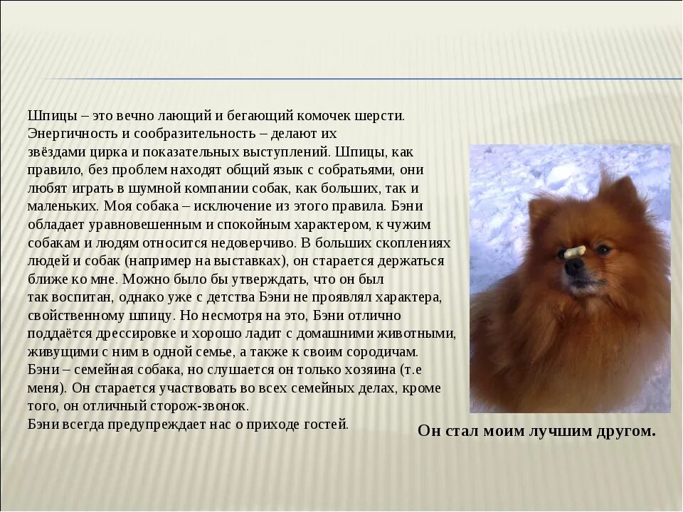 Мой пес по кличке уши сочинение. Рассказ о породе собаки шпиц 2 класс. Рассказ о шпице для 2 класса. Рассказ о породе шпиц 2 класс окружающий мир. Рассказ про шпица для 1 класса.