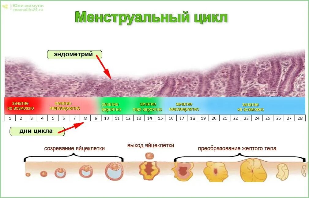 Через сколько восстанавливается цикл. Фазы менструационного цикла и эндометрий. Цикл менструационного цикла и овуляция. Цикл месячных овуляция. Месячный цикл у женщин.