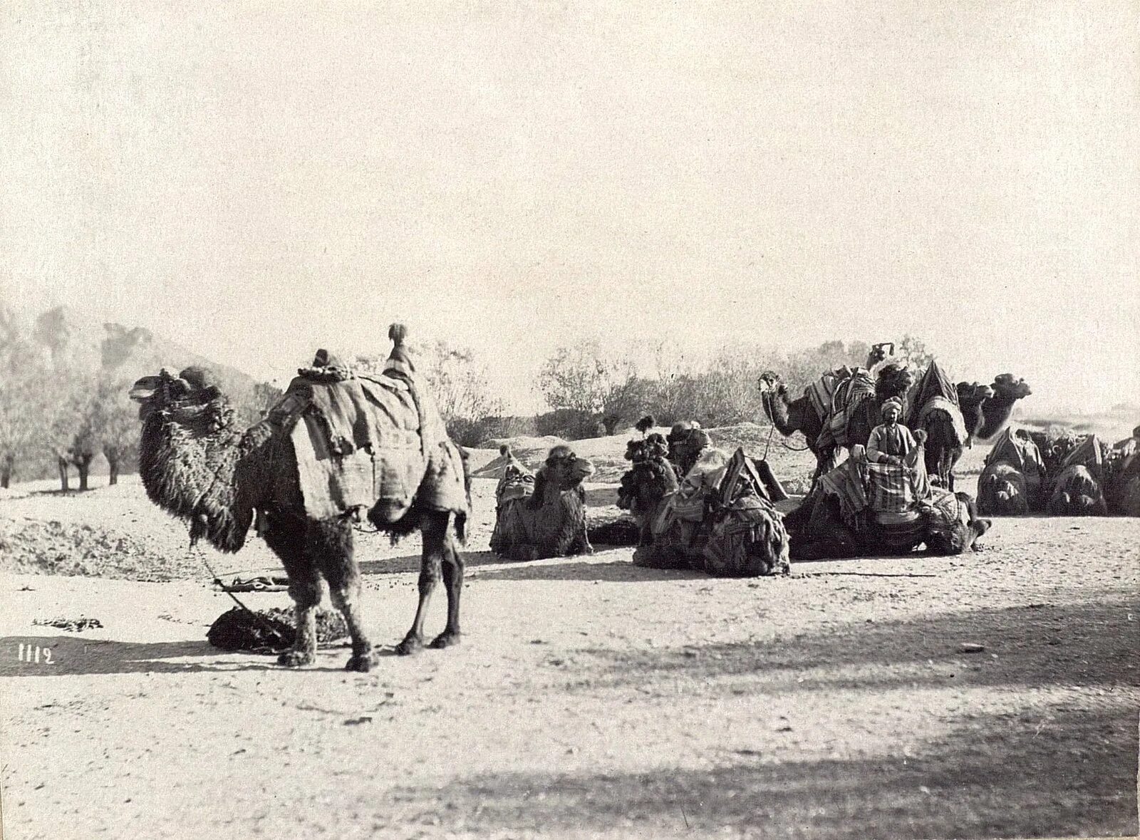 Старого каравана. Верблюды в Берлине 1945. Караван верблюдами в Бухаре. Верблюды на войне.