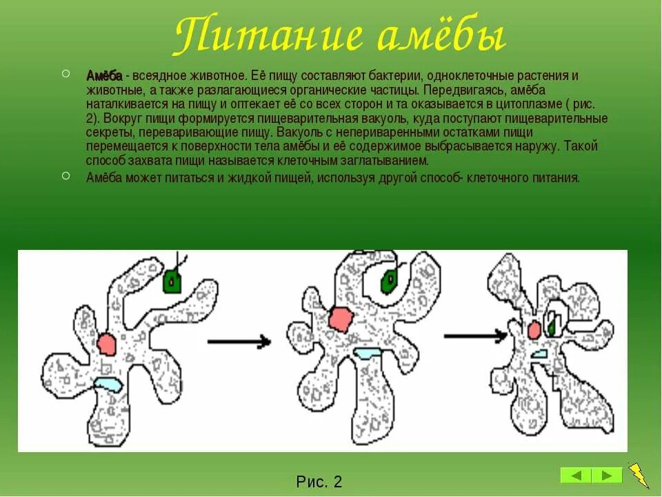 Схема питания амебы обыкновенной. Процесс питания амебы обыкновенной. Каким способом амеба захватывает. Питание амебы обыкновенной. Процесс питания амебы.