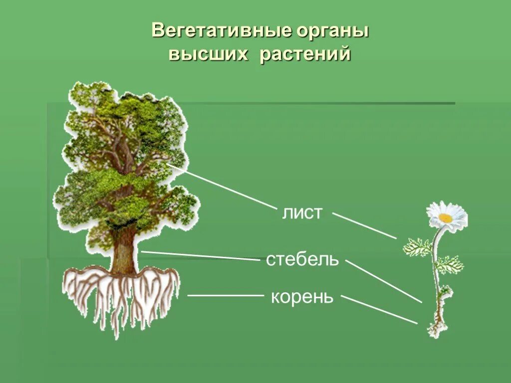 Органы высших растений. Вегетативные органы высших растений. Вегетативные органы высшего растения. Вегетативные органы растений корень стебель лист.