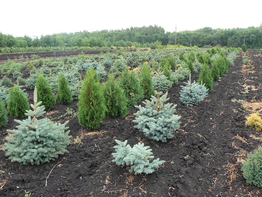 Где находится питомник тимерташ. Ермаковский лесной питомник. Питомник растений ступинский район сапроново. Где расположен питомник. Подгоренский питомник декоративных растений.