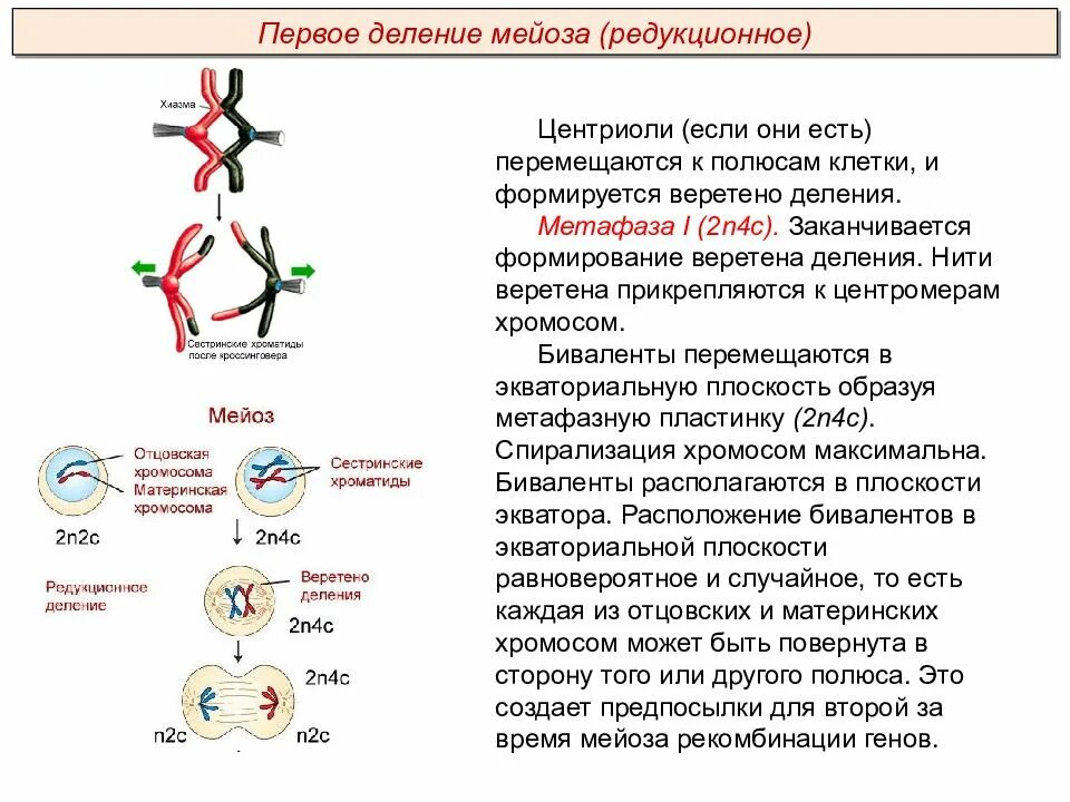 Биваленты в мейозе 2. Первое и второе деление мейоза. Второе деление мейоза. Биваленты хромосом в мейозе.