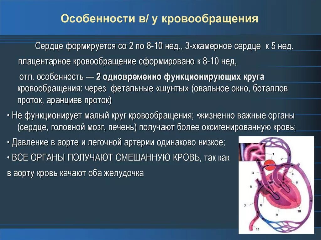 Признаки гемодинамики. Особенности органов кровообращения. Особенности органов кровообращения у детей. Анатомо-физиологические особенности органов кровообращения. Особенности строения органов кровообращения.