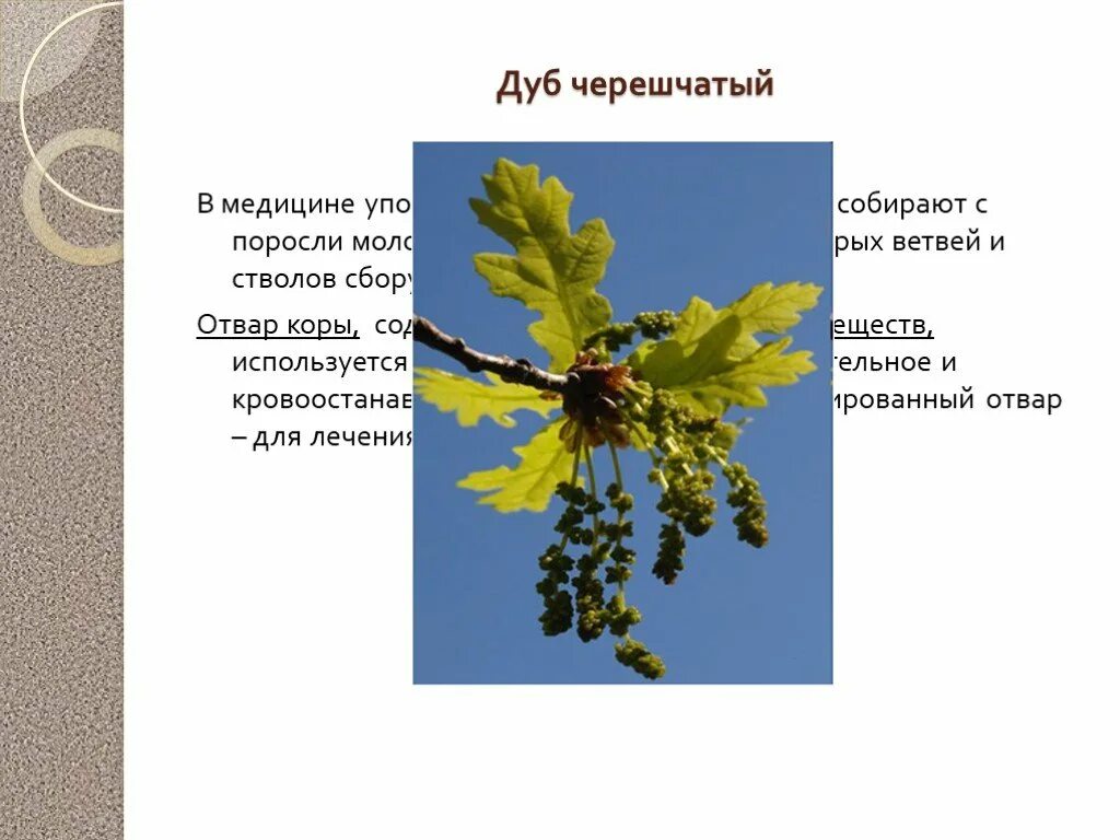 Главная функция листьев дуба связана с. Дуб черешчатый сырье лекарственное растительное. тип соцветия дуба черешчатого. соцветие дуба черешчатого. дуб черешчатый соцветие.