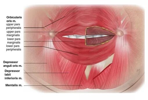 Губы мышцы рта. Круговая мышца губ анатомия.