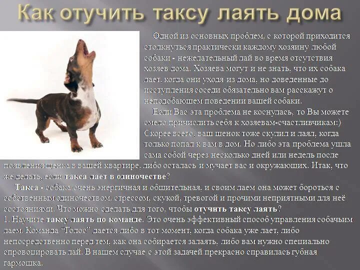 Как отучить собаку лаять дома. Как отучить собаку лаять. как отучить собаку лаять в квартире. что делать если собака воет. что делает собака лает.