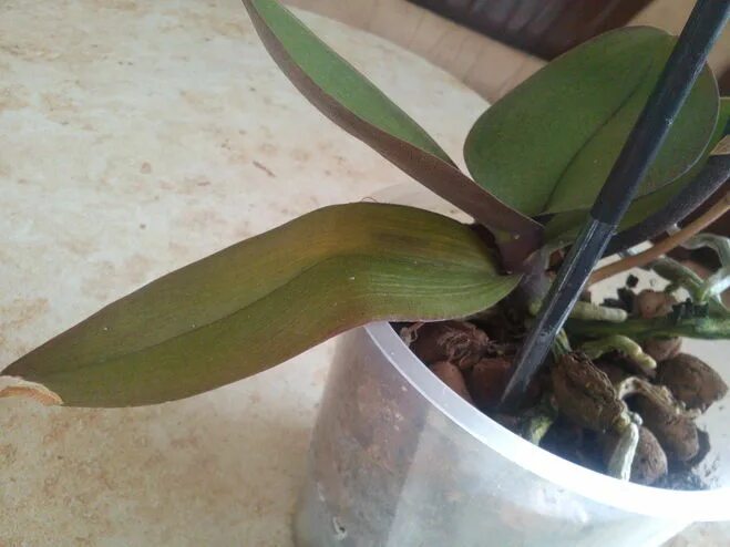 Почему листья орхидеи стали мягкими. Листья фаленопсиса. Скручивается лист у орхидеи. Фаленопсис листья. Старые листья у орхидеи.