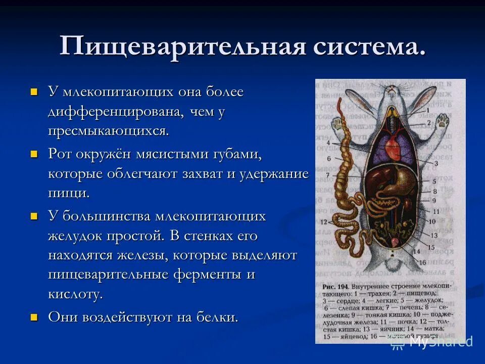 Внутреннее строение млекопитающих кратко