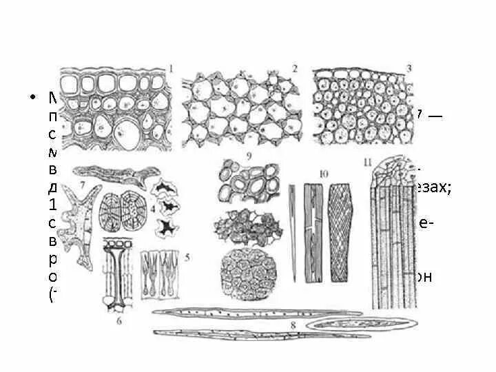 Изображение ткани растений. Механическая ткань растений склеренхима. Колленхима склеренхима склереиды. Механическая ткань растений колленхима и склеренхима. Механическая ткань колленхима, склереиды древесные волокна.