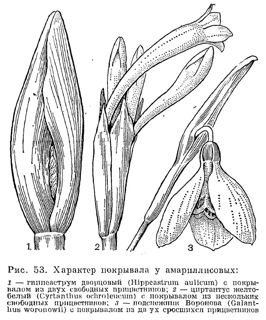 Формула цветка амариллиса. Цветы семейства амариллисовых. Амариллисовые формула цветка. Амариллисовые диаграмма цветка.