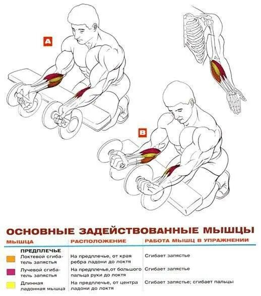 Качать руки отзывы. Упражнения для накачивания предплечий. Как качать предплечья гантелями. Упражнения для мышц предплечья для мужчин. Схема качания бицепса.