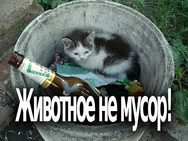 Кидать животных. Не выбрасывайте животных. выбрасывают животных на улицу. не выбрасывайте животных на улицу люди. люди не бросайте животных.