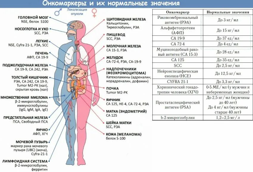 Пролактин гормон за что отвечает. Высокий гормон пролактин у женщин. Кортизол гормон стресса. Нормы симптомы у женщин. Показатели гормонов щитовидки при гипотиреозе.