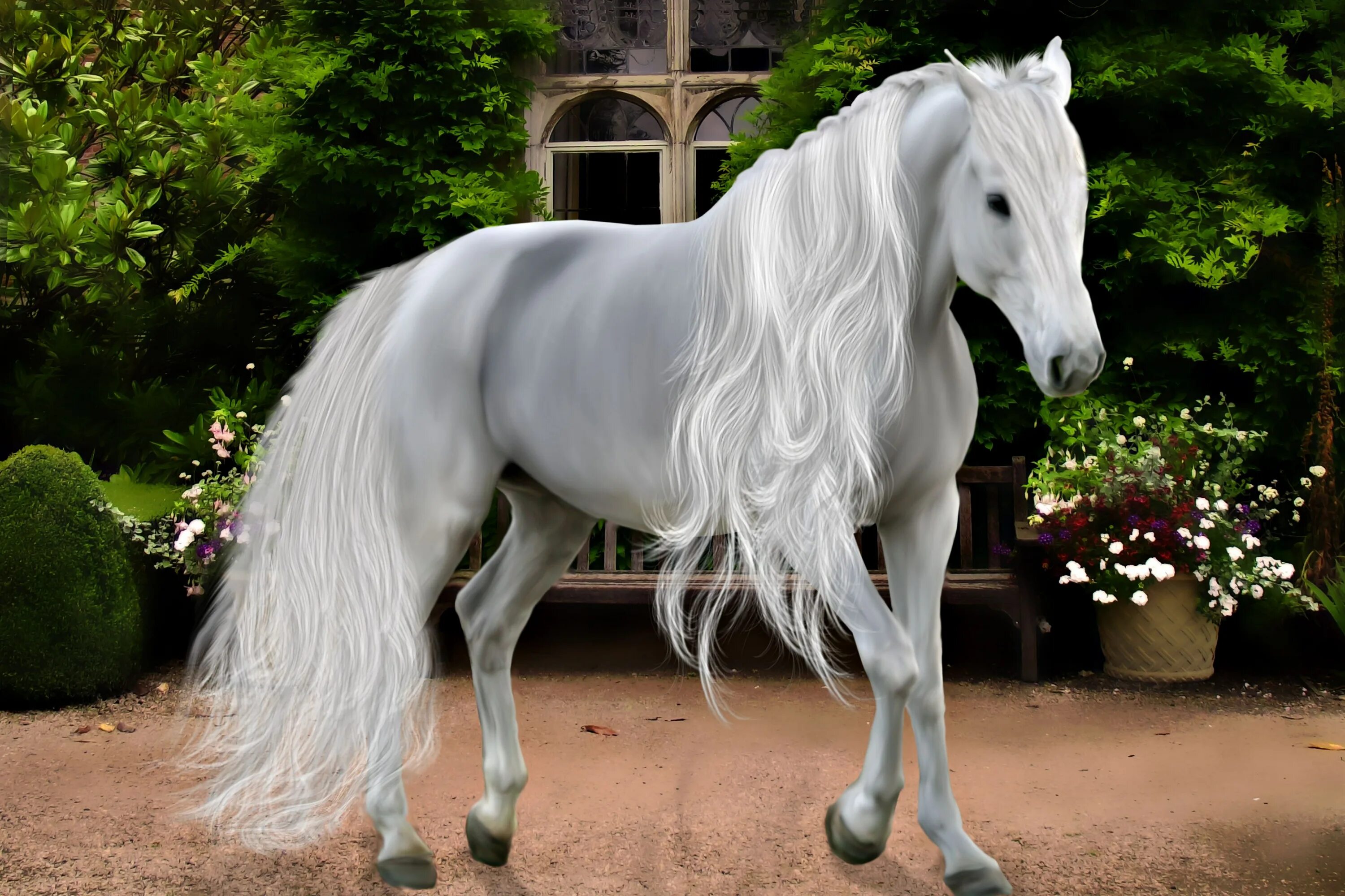 Лошади породы фриз альбинос. Андалузская лошадь Кремелло. Фризская лошадь альбинос. Лошадь фризской породы альбинос.