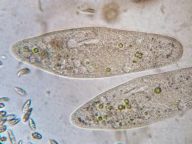 Инфузории туфельки в пробирке. Инфузории Paramecium. Инфузория туфелька микрофотография. Инфузория туфелька в микроскопе. Инфузория туфелька под микроскопом.