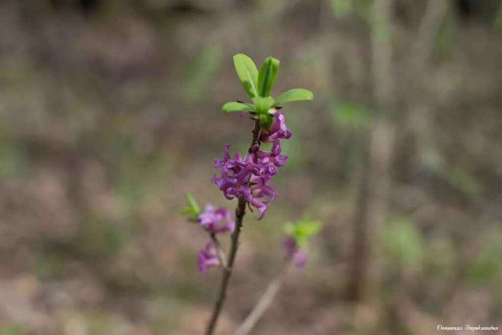 Пяденица липовая. Пяденица гусеница. Волчье лыко. Моховик зеленый волчье лыко березовая пяденица. Волчье лыко.