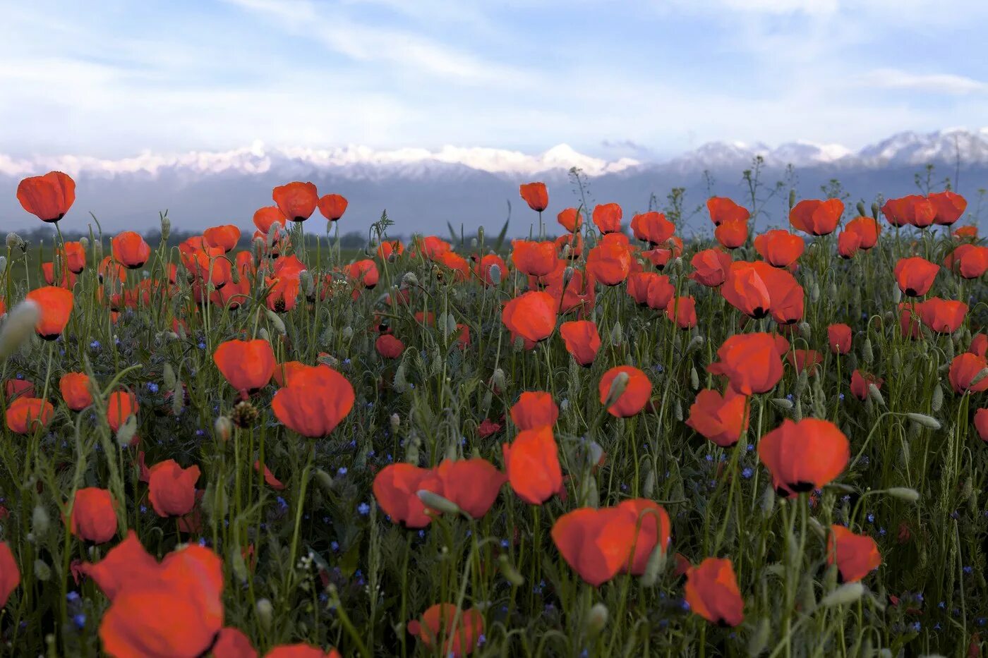 Алые иссык куля. Мак Альпийский Papaver alpinum. Алые маки Иссык-куля. Горные маки Иссык-куля. Кутурга Иссык-Куль маки.