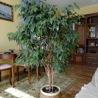 Фикус бенджамина большой