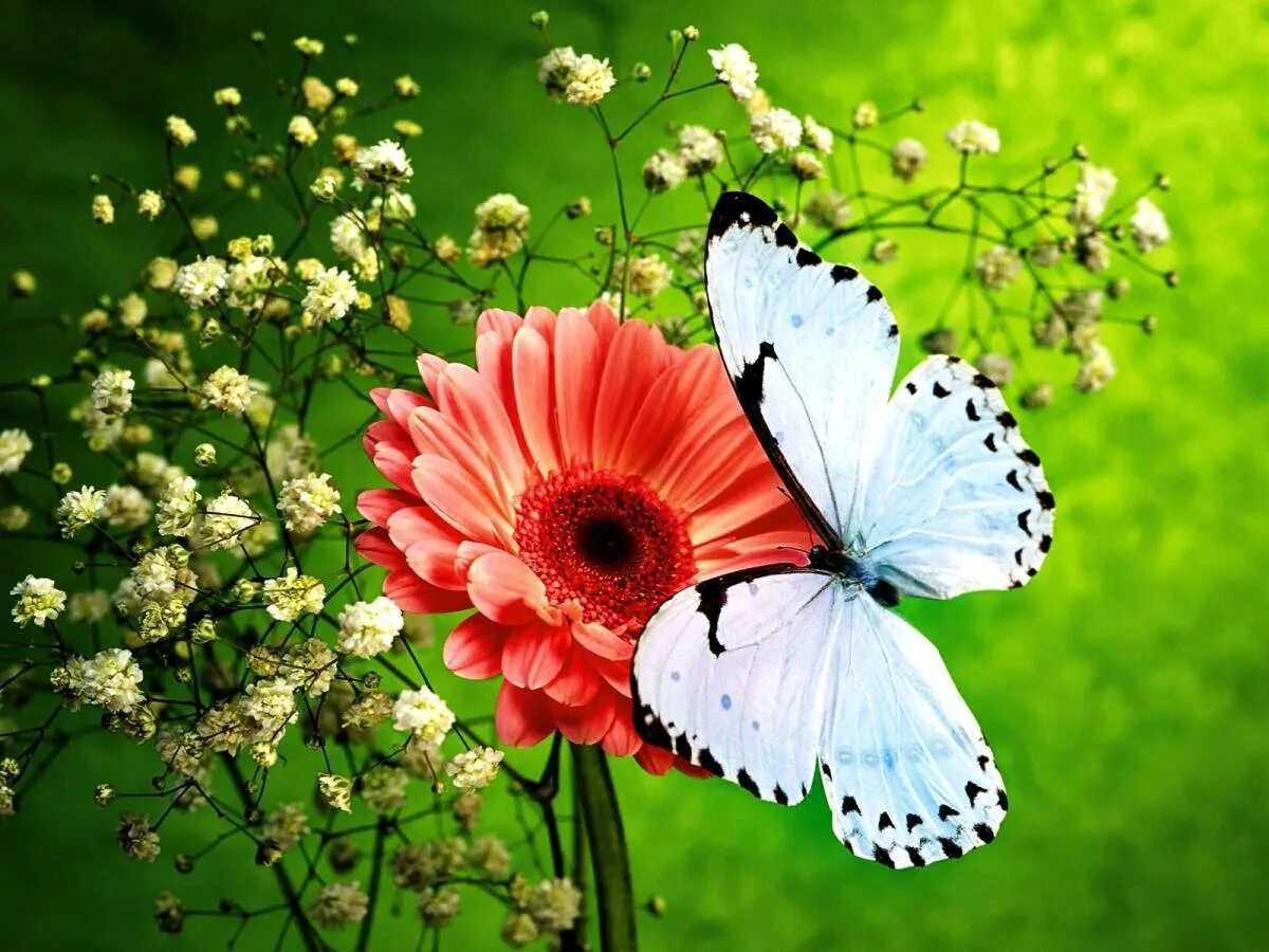 Бабочка на цветке. Яркие цветы. Бабочки в цветах. Бабочки в природе. Красивые открытки бабочками