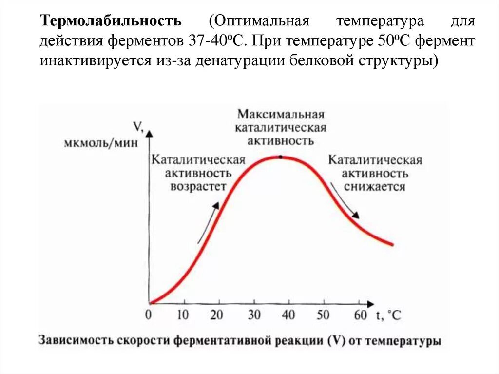 Изучение каталитической активности. Оптимальная температура действия ферментов. Оптимальная температура для ферментов человека. Температурный Оптимум ферментов. График зависимости активности ферментов от температуры.