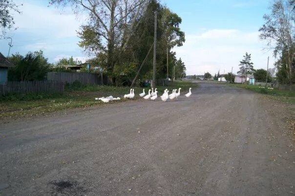 нсо с убинское село раисино. погода в раисино. убинский район карта. погода в раисино. раисино новосибирская область.
