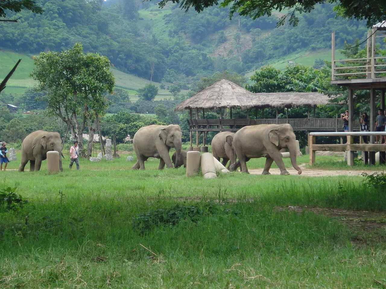 Elephant sanctuary park. Таиланд Слоновий парк. Сафари парк Таиланд. Парк слонов в Таиланде. Парк слонов в Сочи.