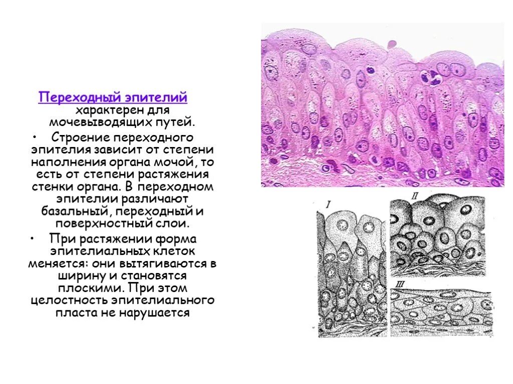 Слои переходного эпителия. Многорядный переходный эпителий. Однослойный многорядный переходный эпителий. Многослойный переходный эпителий выстилает. Многослойный переходный эпителий расположение.