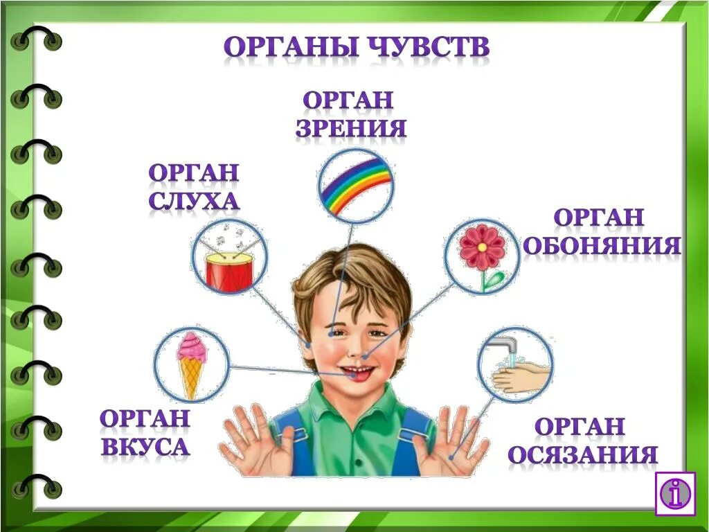 Название органов чувств. Органы чувств человека. Организм человека органы чувств. Органы чувств у человека окружающий мир. Органы чувств для дошкольников.