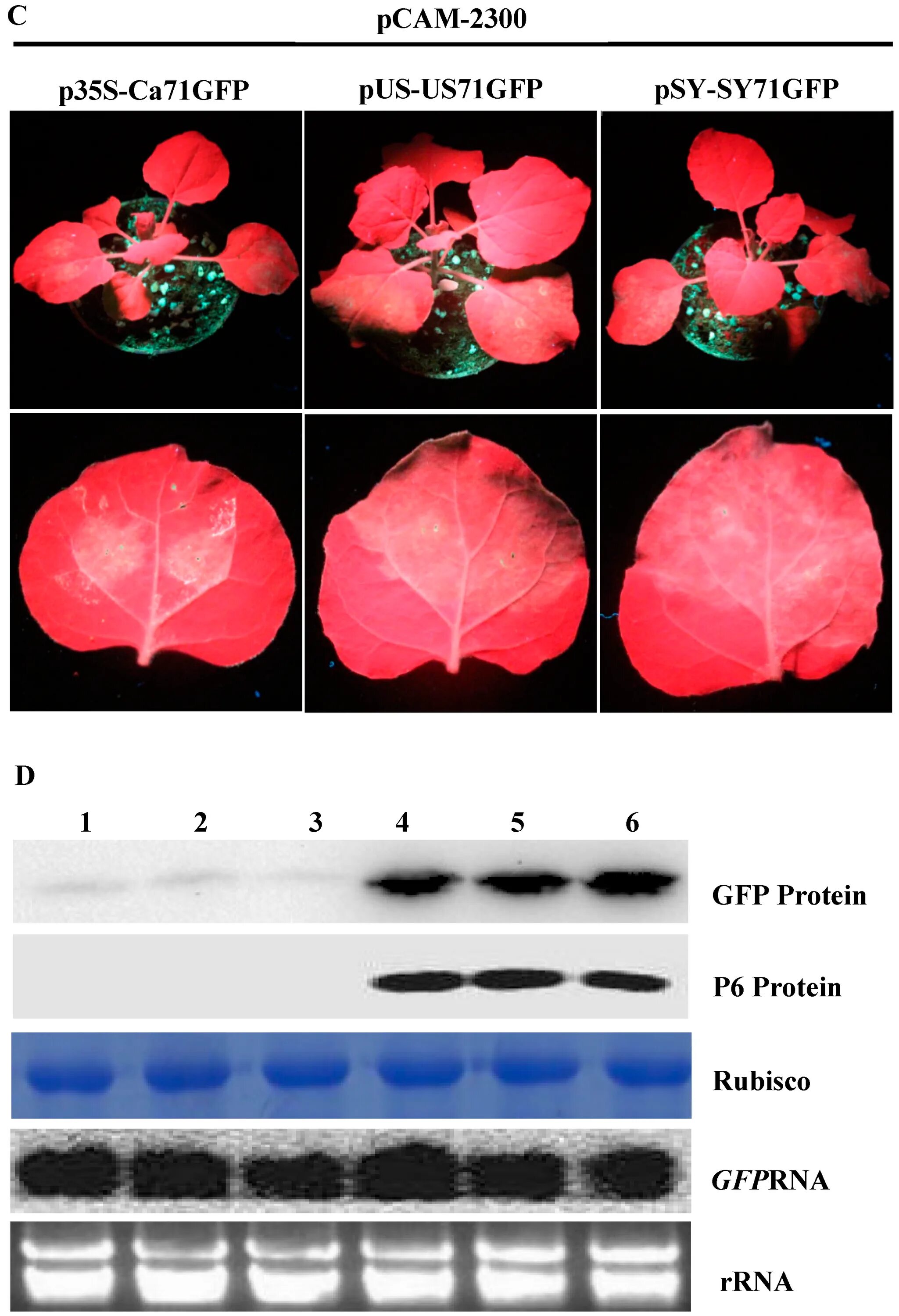 Strawberry viruses. Cauliflower Mosaic virus. Virus from Strawberry. CAMV 35s Terminator. P virus