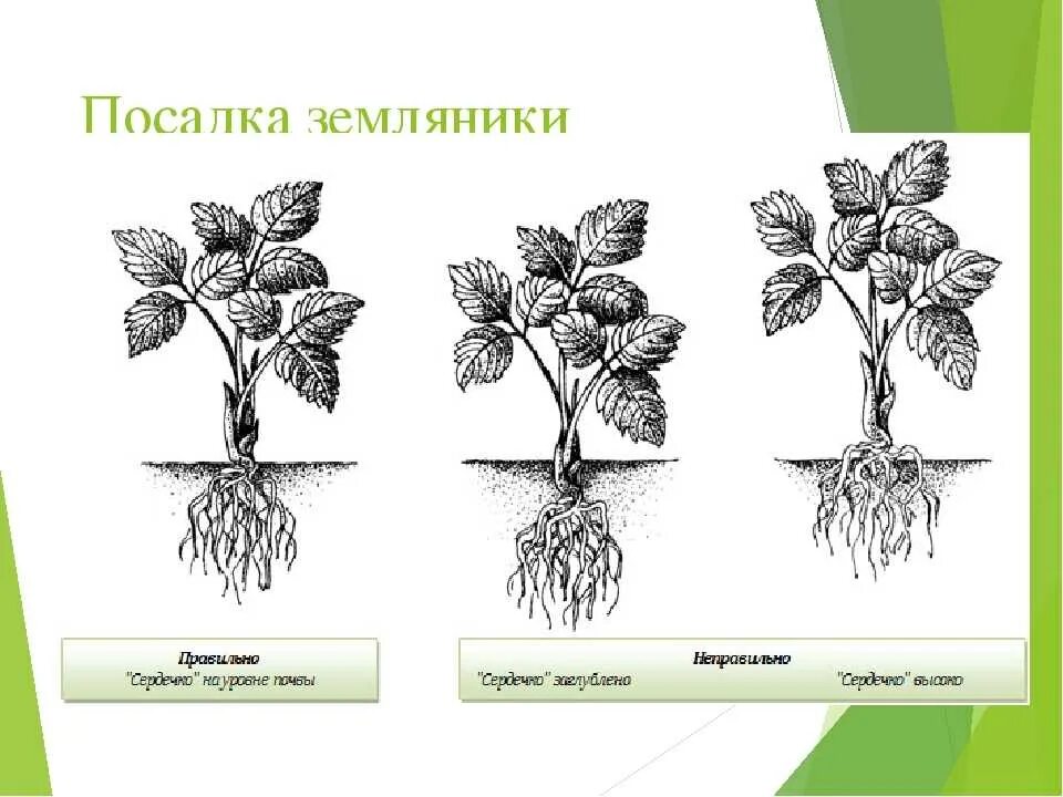 Какое расстояние должно быть между кустами клубники