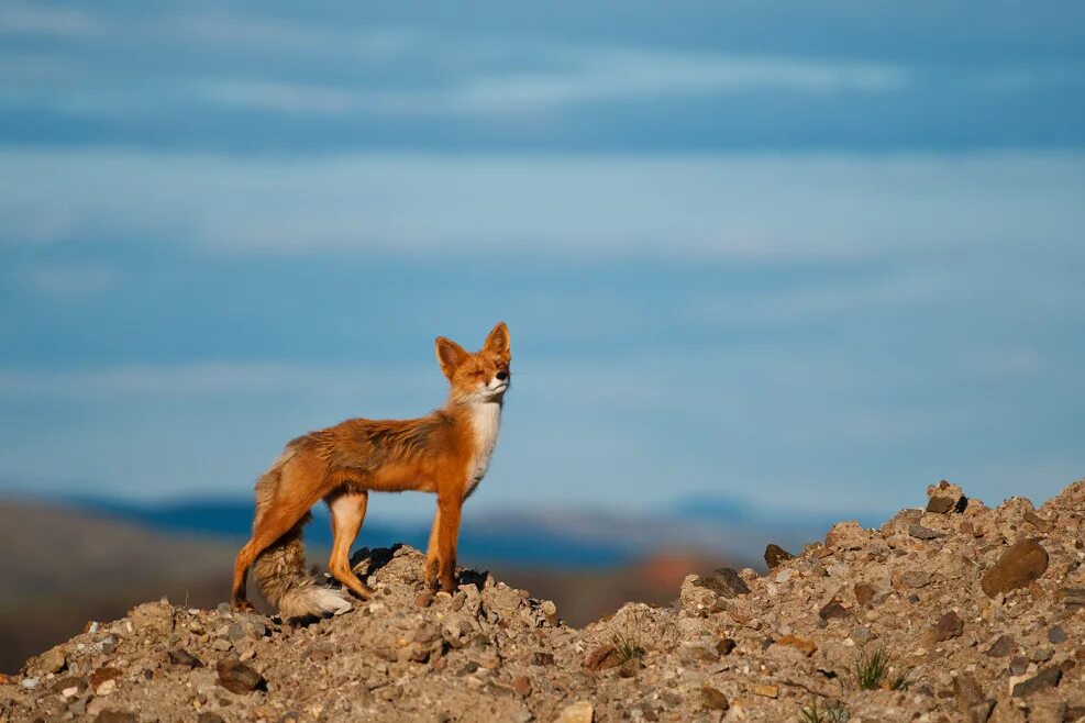 Лиса. Лиса фото. Лиса в дикой природе. Дикая природа. Fox wild