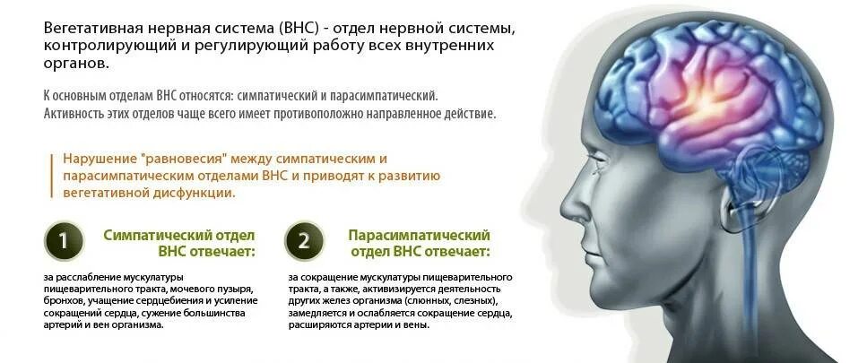 Расстройство нервной системы. Влияние стресса на центральную нервную систему. Заболевания вегетативной нервной системы. Вегетативная нервная система и стресс. Сколько восстанавливается нервная