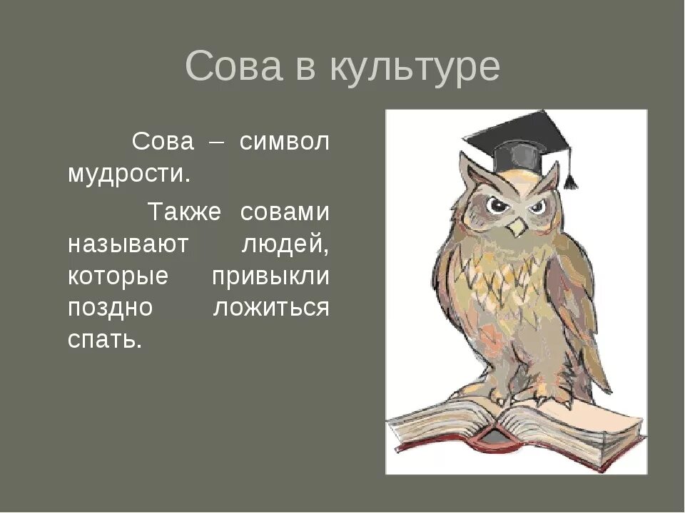 Сова по немецки. Символ мудрости и знаний. Сова символ мудрости. Сова символ чего. Сова знак мудрости и знаний.