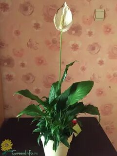 Чернеет цветок женское счастье