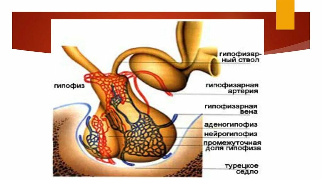 Гипофиза половых желез. Гипофиз строение. Гипофиз строение анатомия. Гипофиз расположение доли нейрогипофиз аденогипофиз.