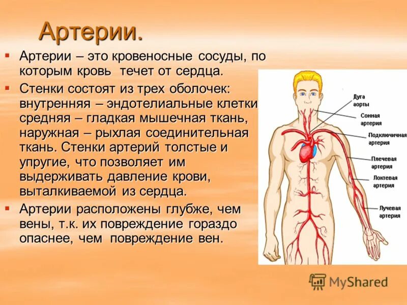 Особенность артериальной крови. Артерия. Артерии человека. Артерия это кратко. Названия артерий.