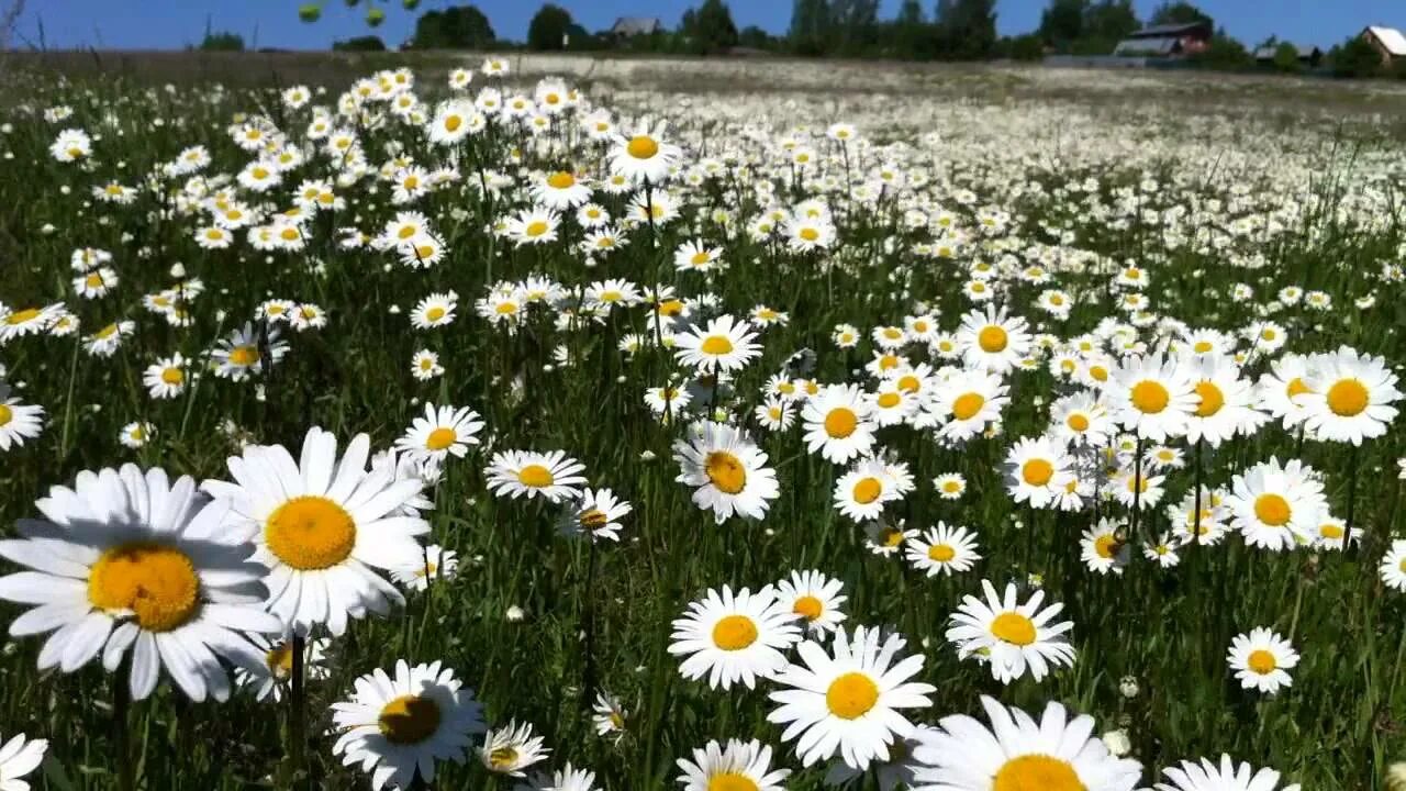 Цветочная поляна ромашки. Ромашковое поле на рабочий стол. Ромашковое поле наро-фоминск. Полевые цветы ромашки белые. Усыпаны ромашками поля.