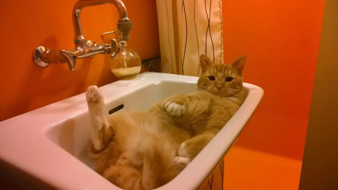 Кот под ванной. Котик в ванной. кошка в ванной. ванная для кошек. коты моются.