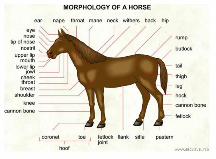 Horse перевести