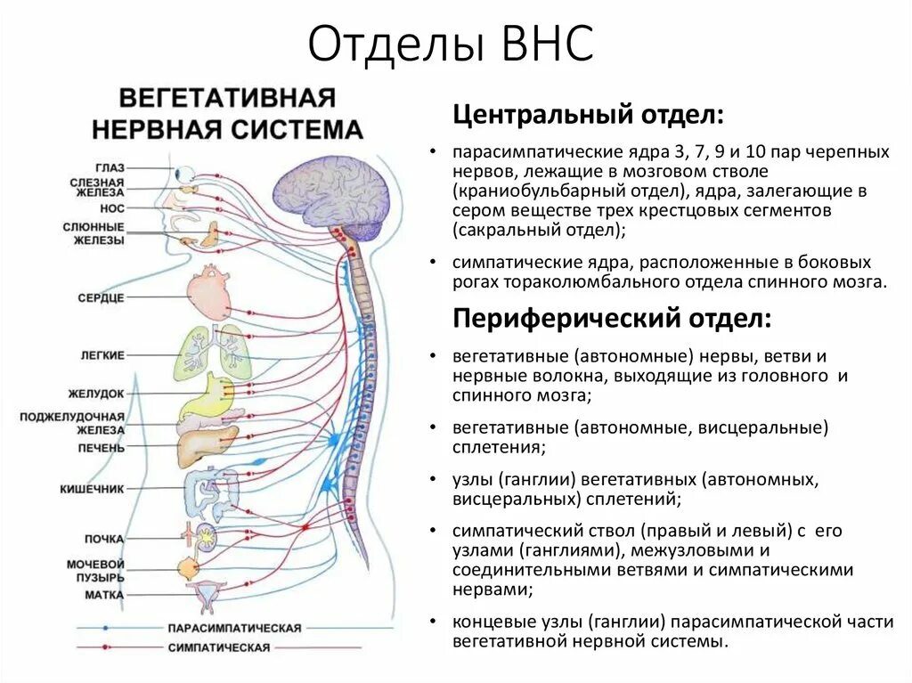 Расстройство вегетативной нервной системы у человека приводит. Дисфункция вегетативной нервной системы. Вегетативная система у детей. Вегетативная нервная система картинки. Синдром соматоформной вегетативной дисфункции.